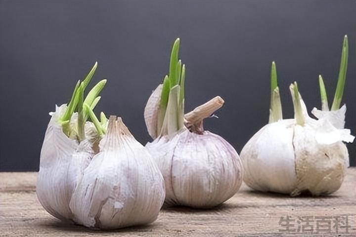 蒜头发芽能吃吗