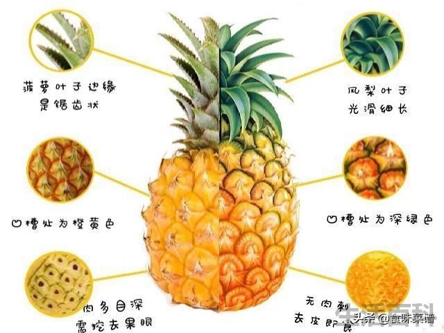 菠萝和凤梨是一个东西吗