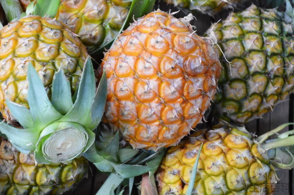 菠萝和凤梨是一个东西吗