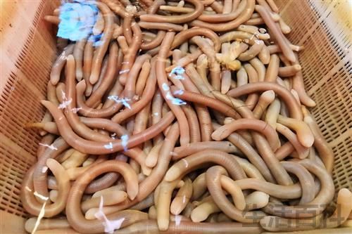 吃沙虫对身体有什么好处