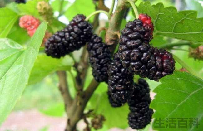 怎样自制桑葚果酒