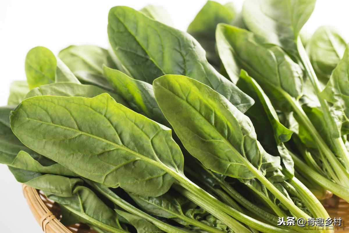 提高菠菜种出苗率的方法