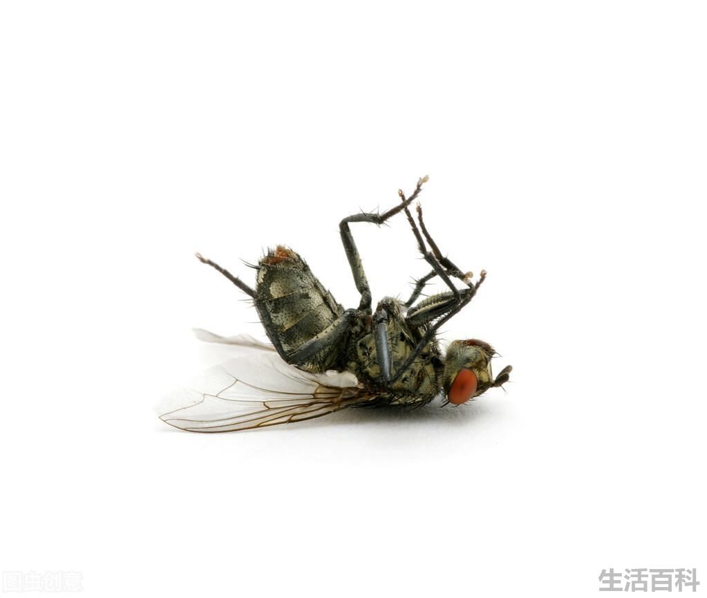 为什么苍蝇总是在搓手