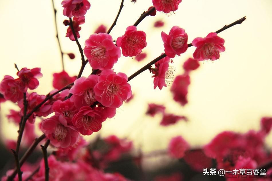岁寒三友是指的是