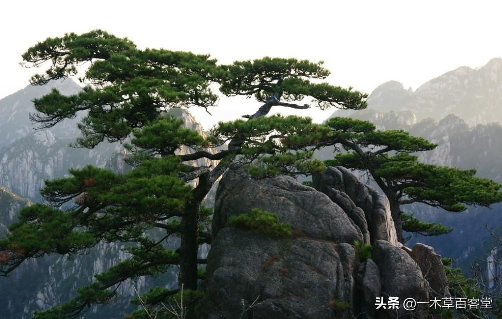 岁寒三友是指的是