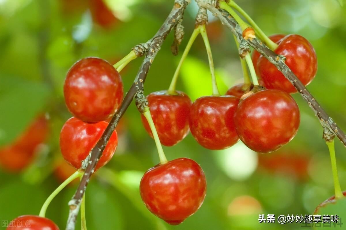 春天有哪些水果
