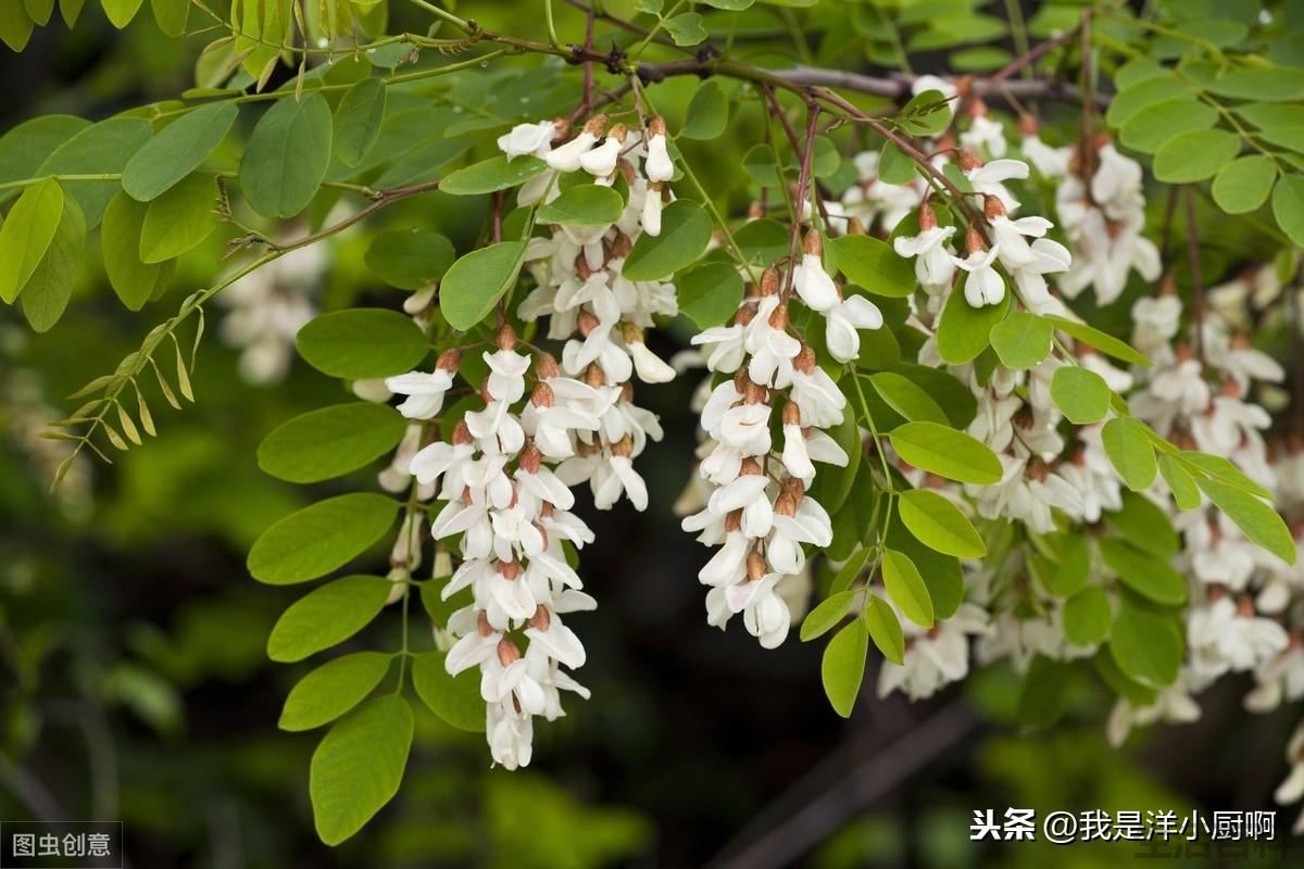 槐花怎么保存到冬天还是新鲜的