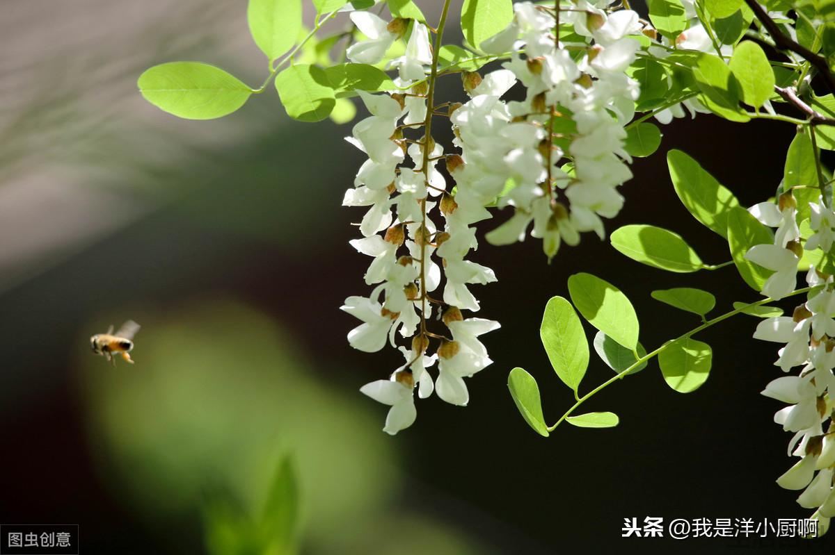 槐花怎么保存到冬天还是新鲜的