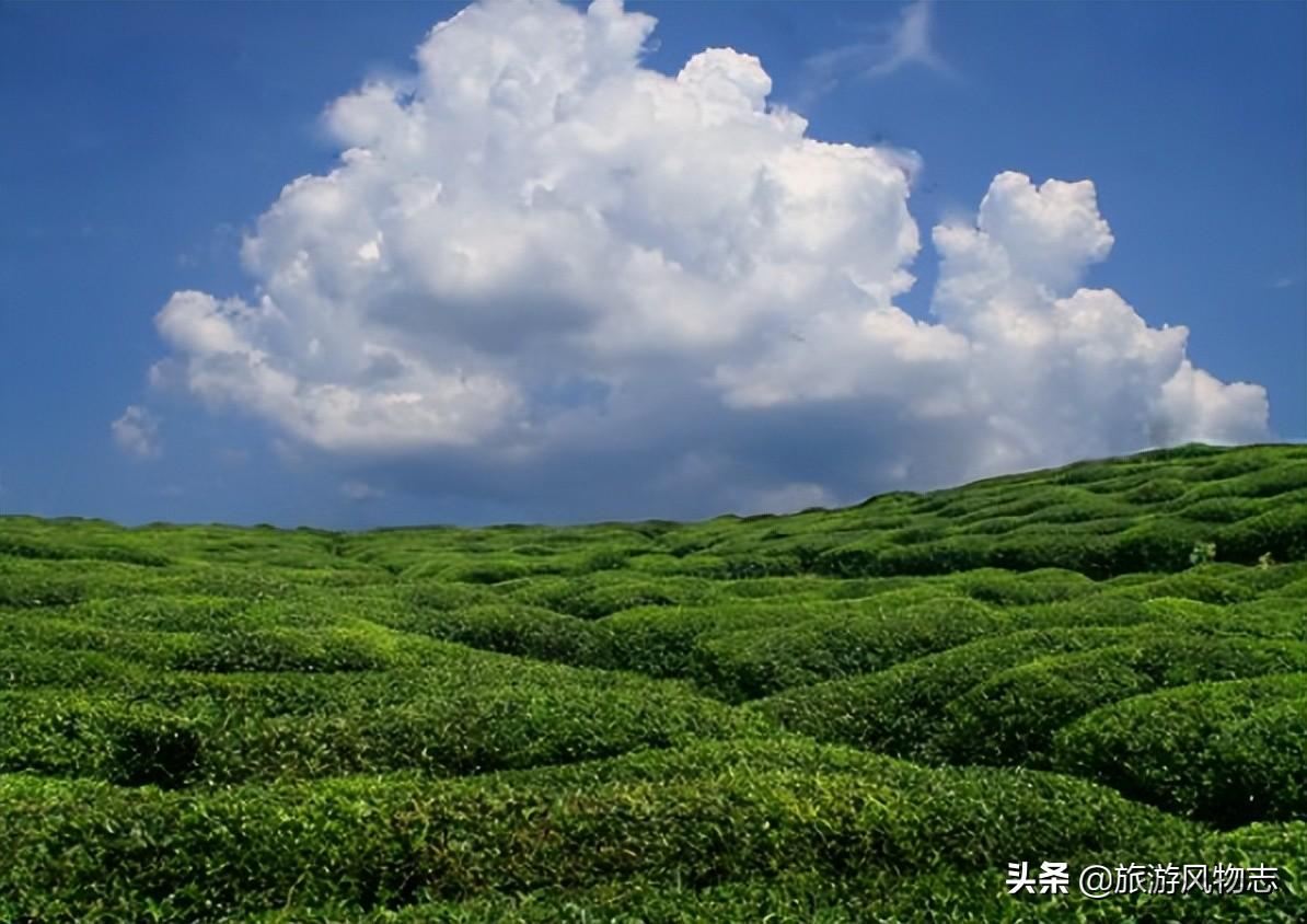江西产什么茶