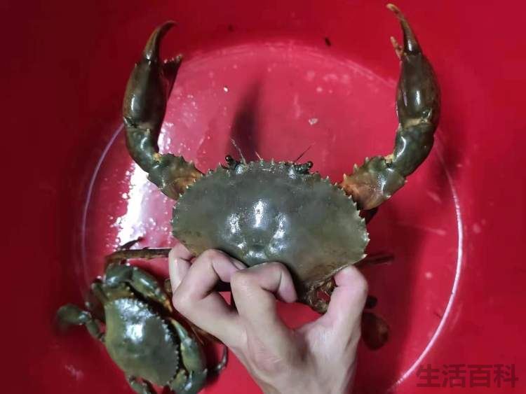 螃蟹死了几个小时以后就不能吃了