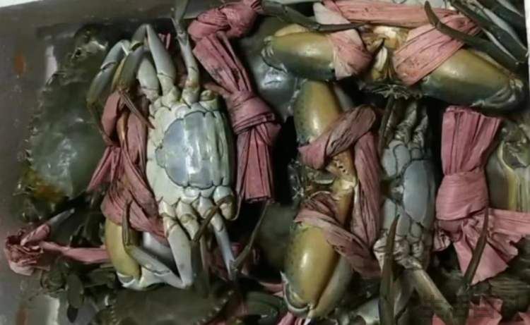 螃蟹死了几个小时以后就不能吃了