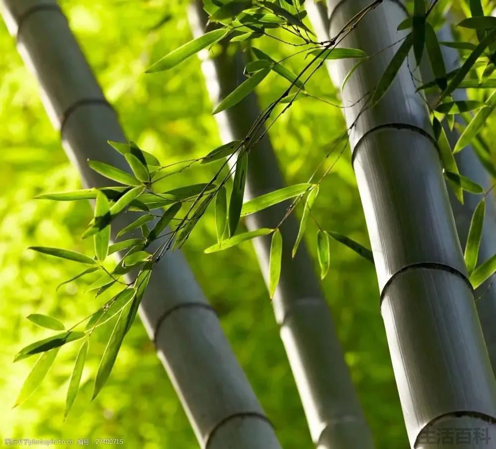 竹子实际是什么