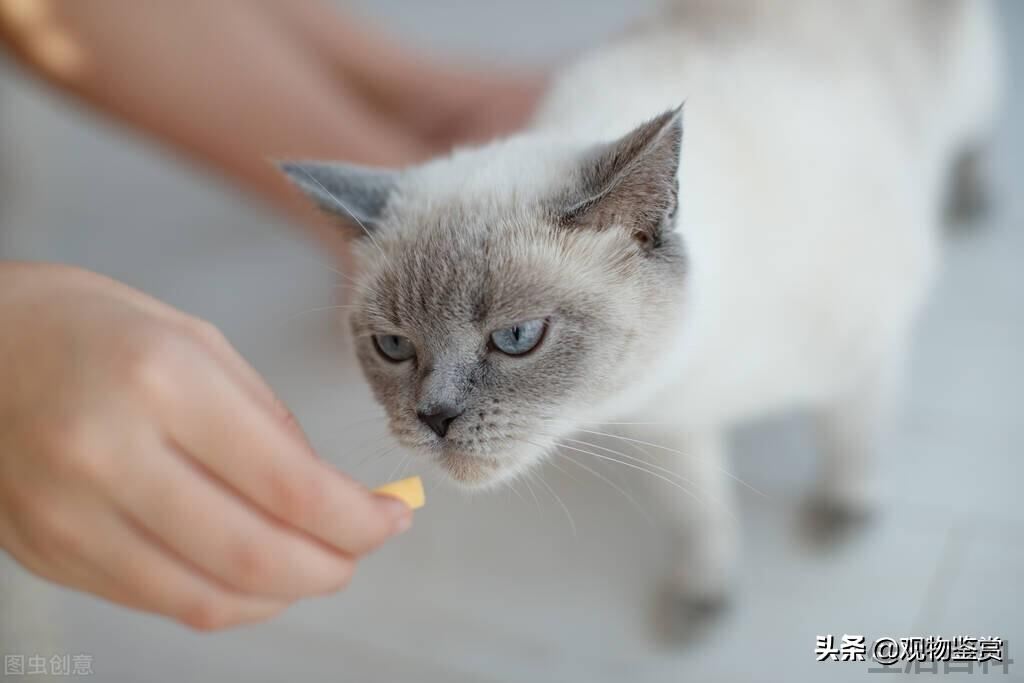 宠物猫冻干零食是怎么做出来的