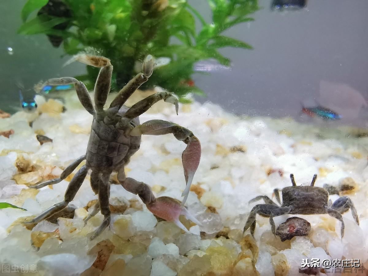 养殖螃蟹需要注意哪些要点