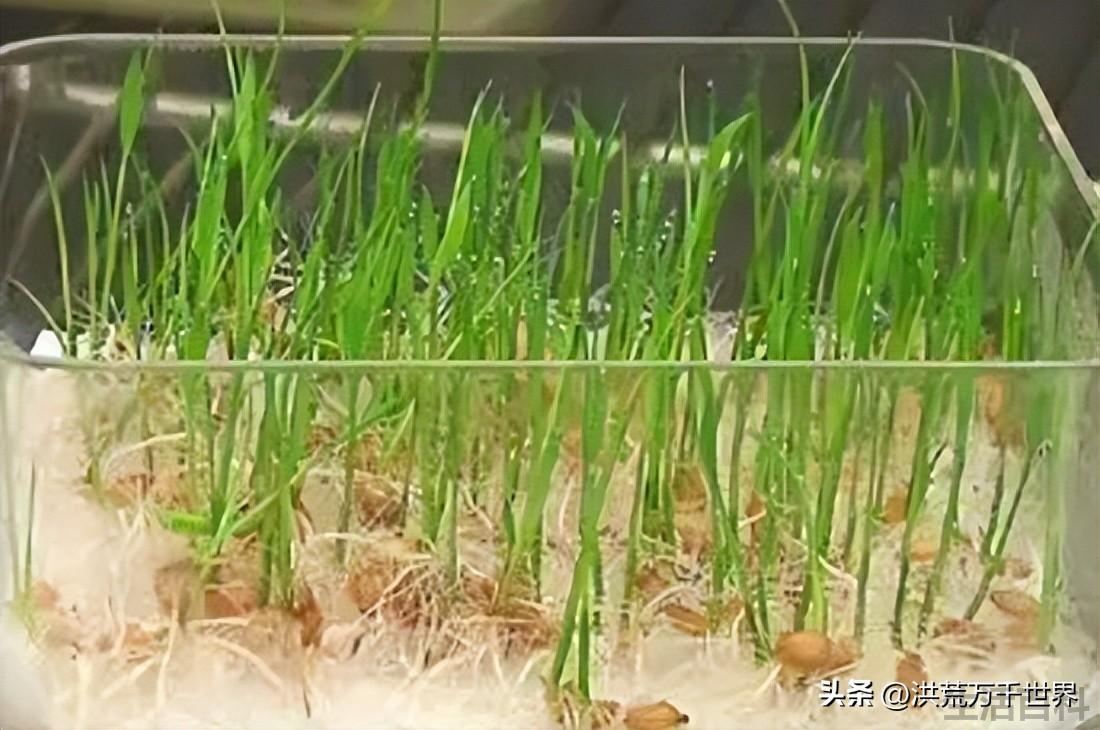 泡在水里的种子不易发芽是因为什么