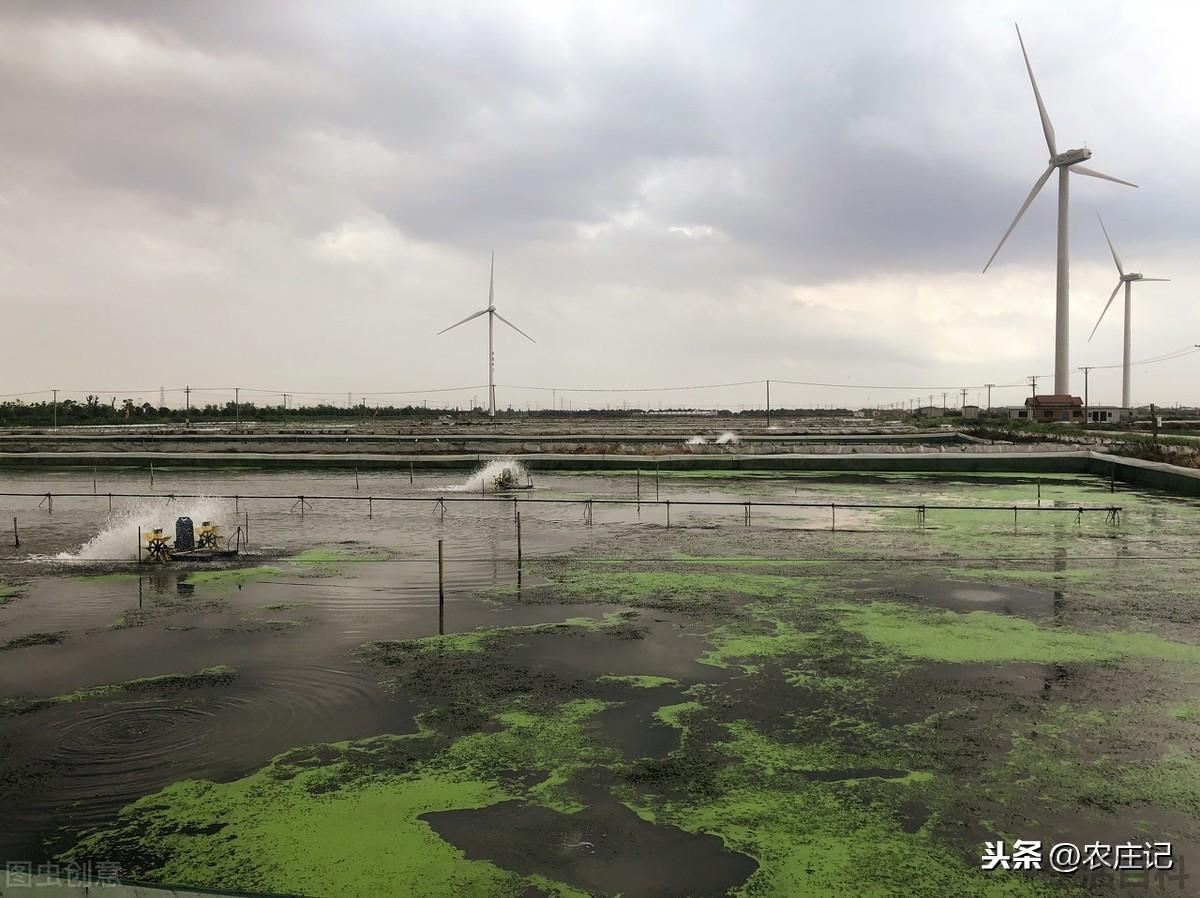 养殖螃蟹需要注意哪些要点