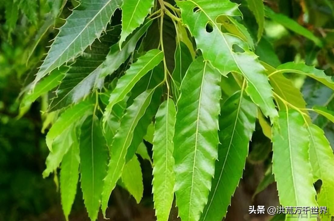 栎类树种有哪些