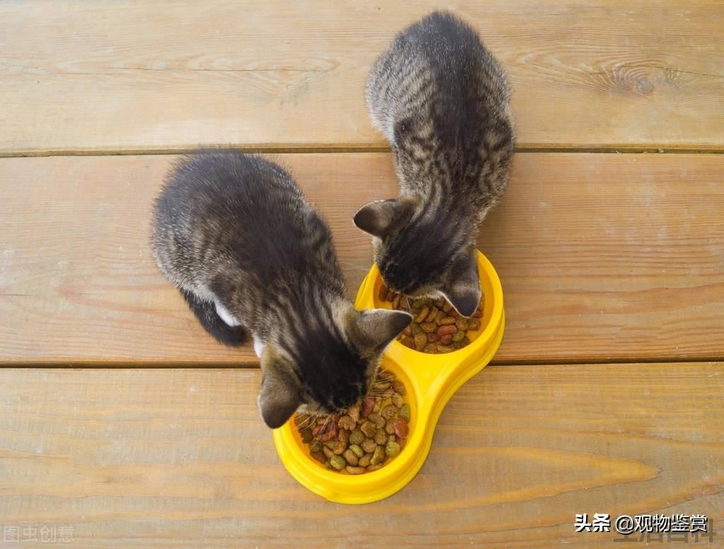宠物猫冻干零食是怎么做出来的