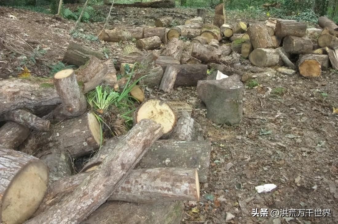 刚砍下的树要多久才会干