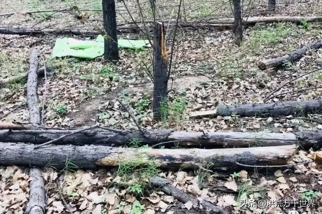 刚砍下的树要多久才会干