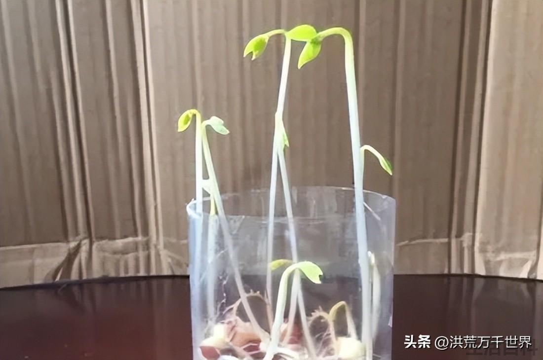 泡在水里的种子不易发芽是因为什么