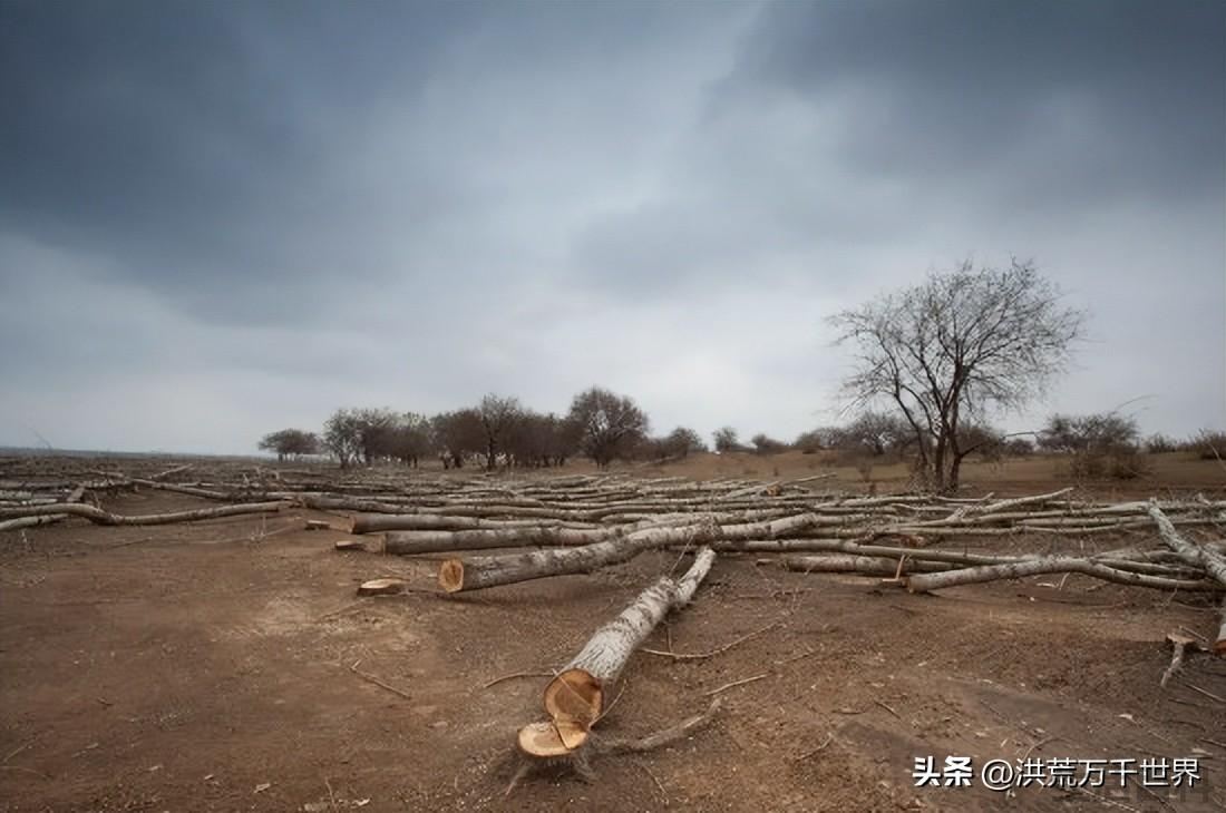 刚砍下的树要多久才会干
