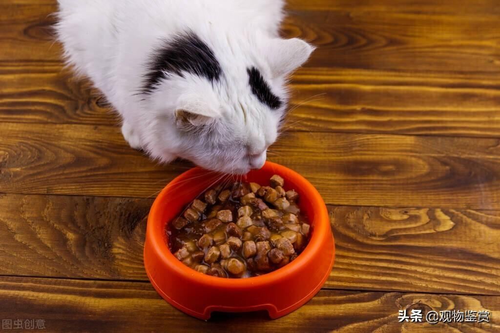 宠物猫冻干零食是怎么做出来的