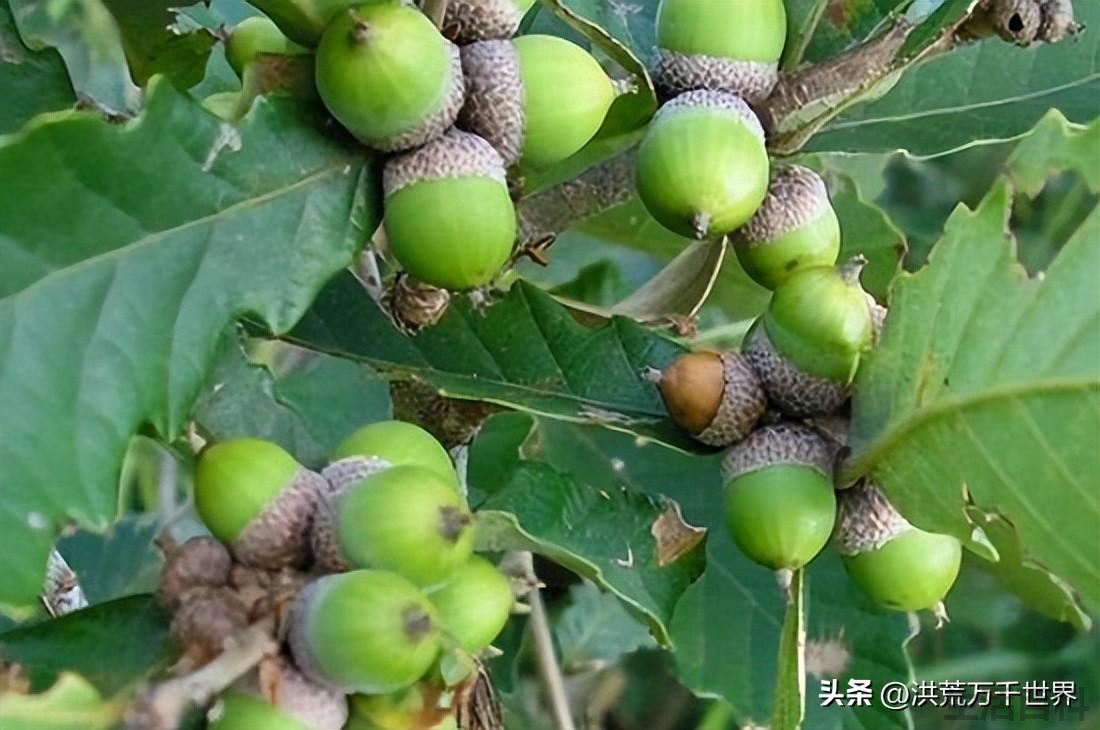 栎类树种有哪些