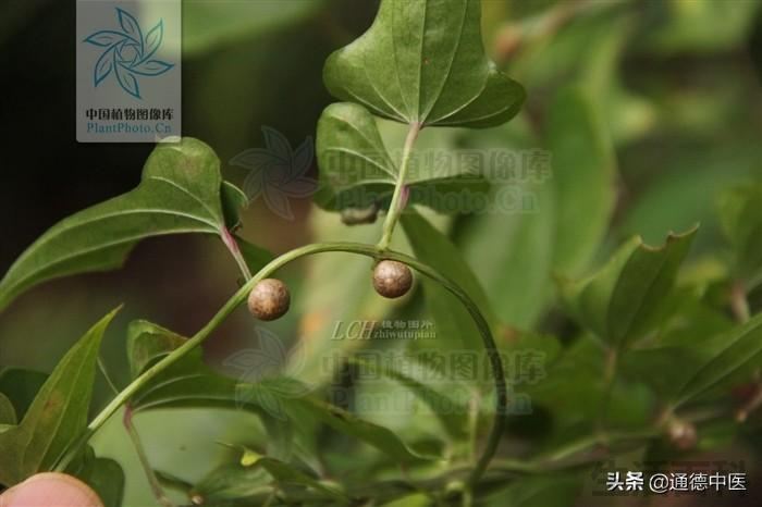 山药豆发芽能吃吗