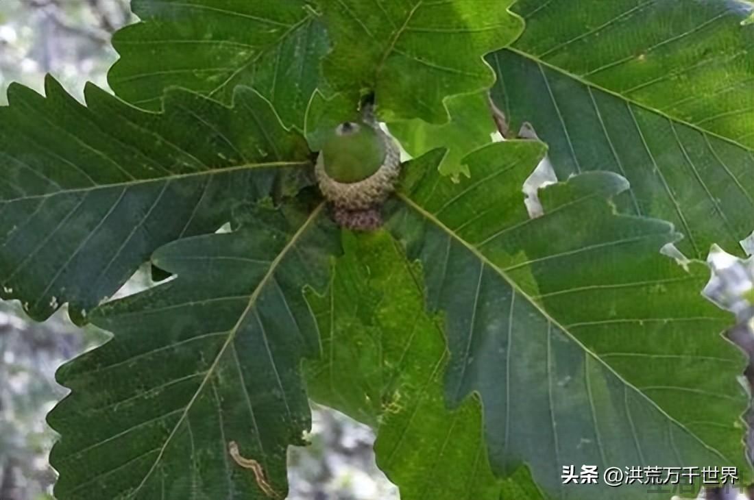 栎类树种有哪些