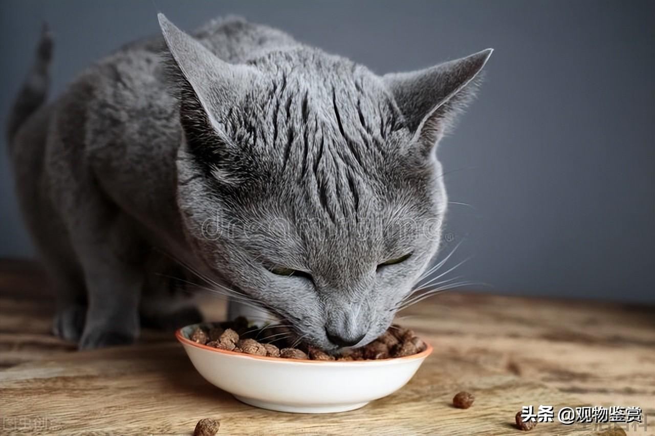 宠物猫冻干零食是怎么做出来的