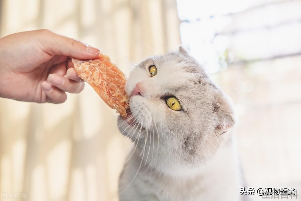宠物猫冻干零食是怎么做出来的