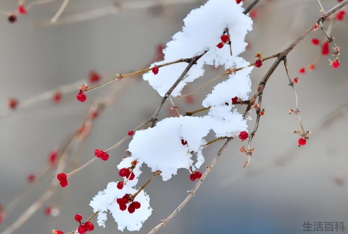 雷打雪预示大事件发生吗
