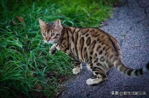 野生动物图片及名称大全
