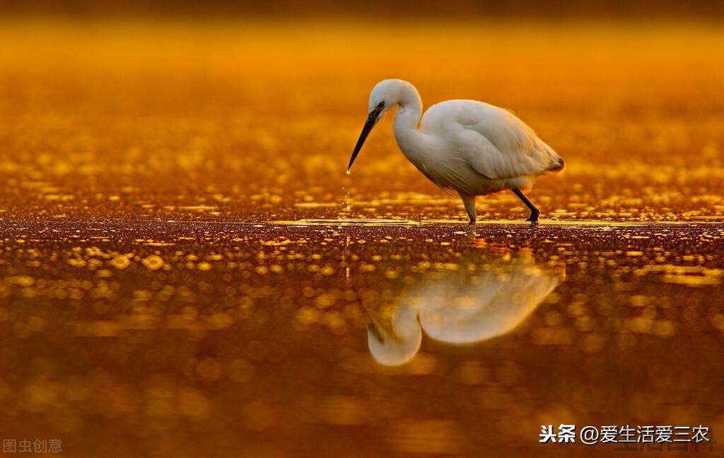 野生动物图片及名称大全