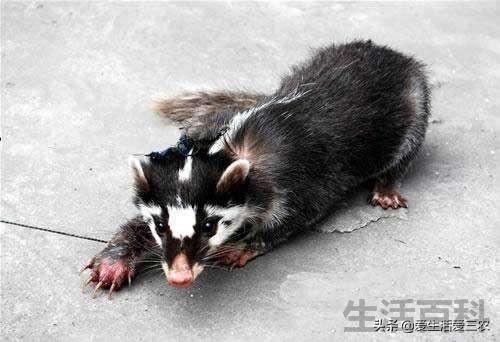 野生动物图片及名称大全