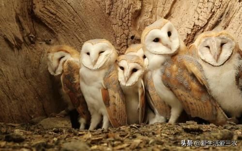 野生动物图片及名称大全