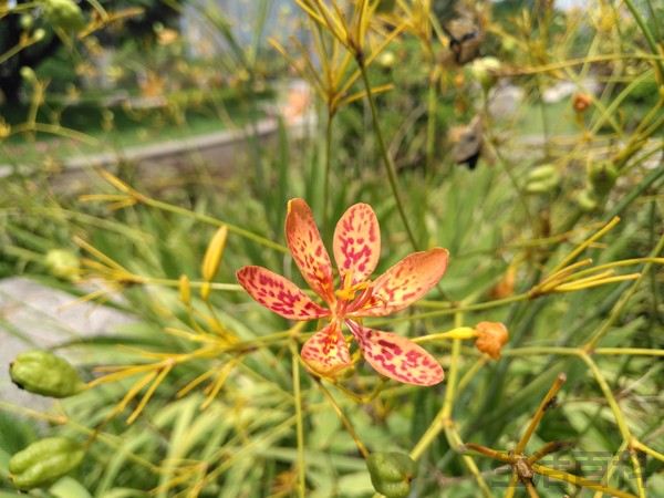 华为麦芒5详细参数