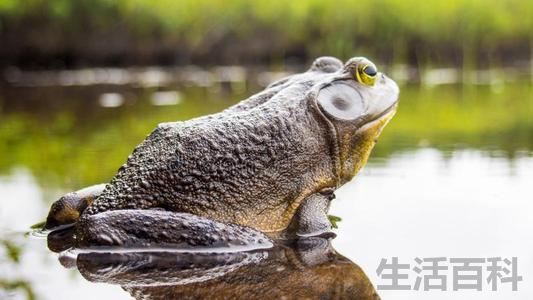 小龙虾的头能不能吃