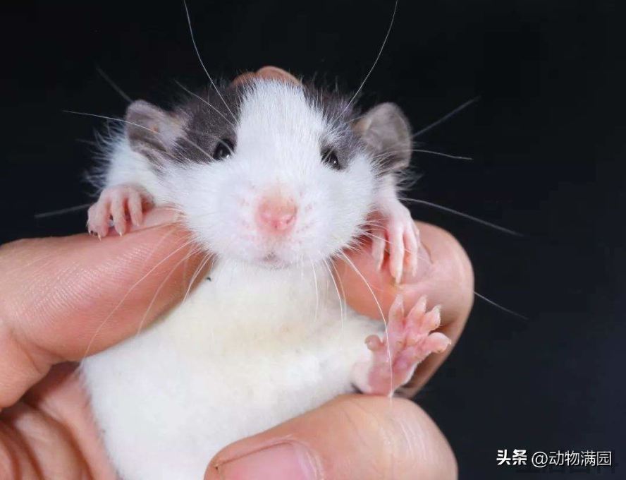 花枝鼠可以养吗