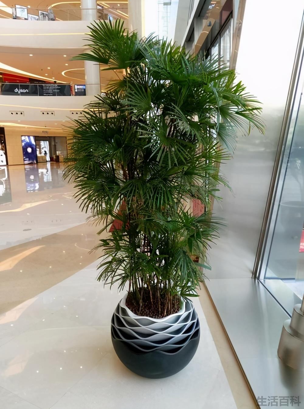 分株繁殖是什么