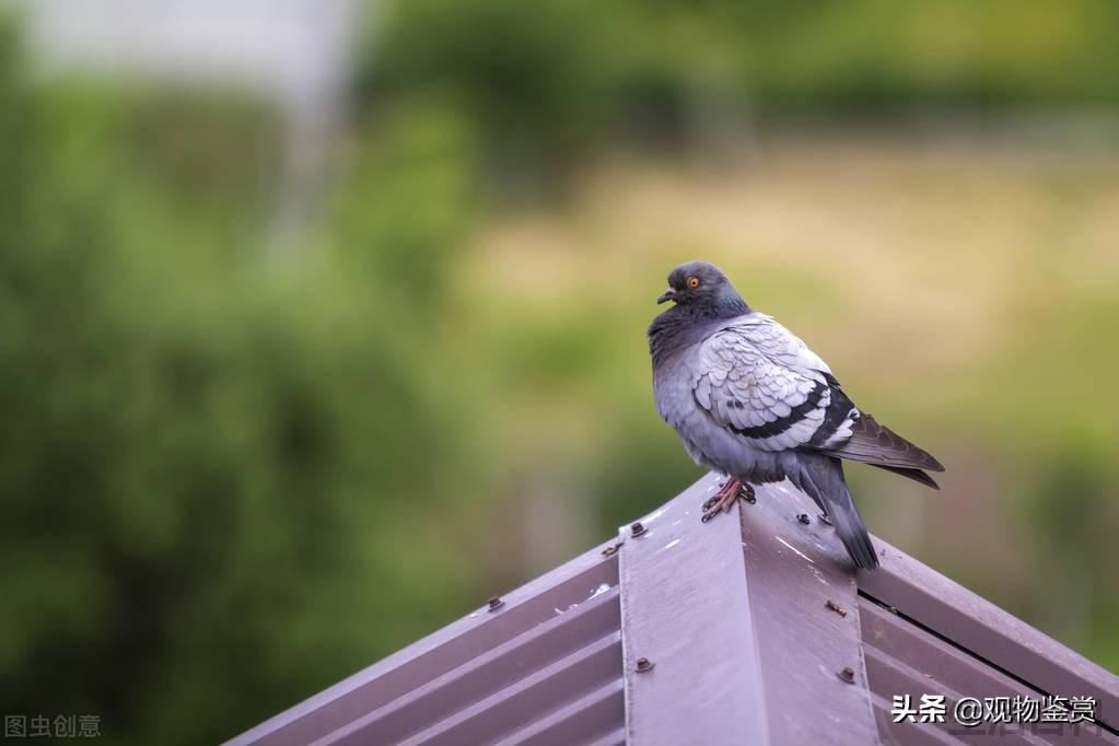 引起鸽子拉白便的原因