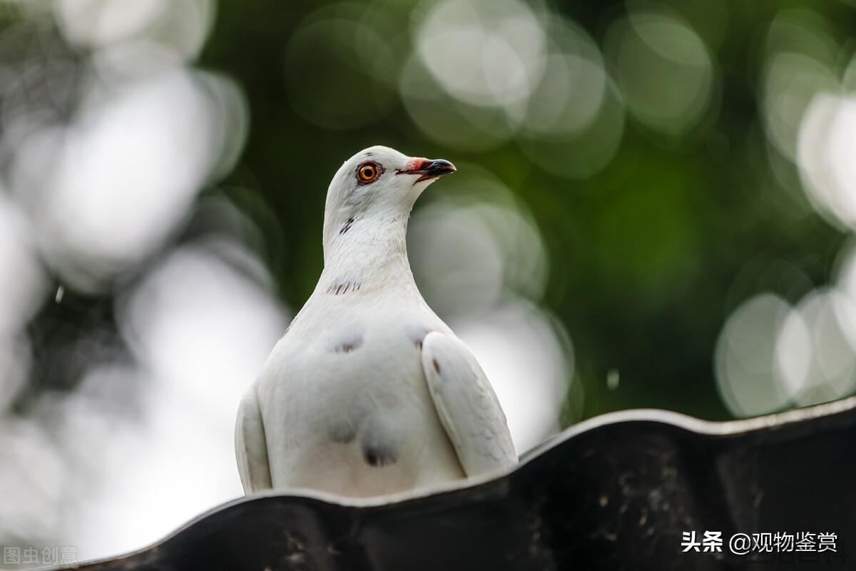 引起鸽子拉白便的原因
