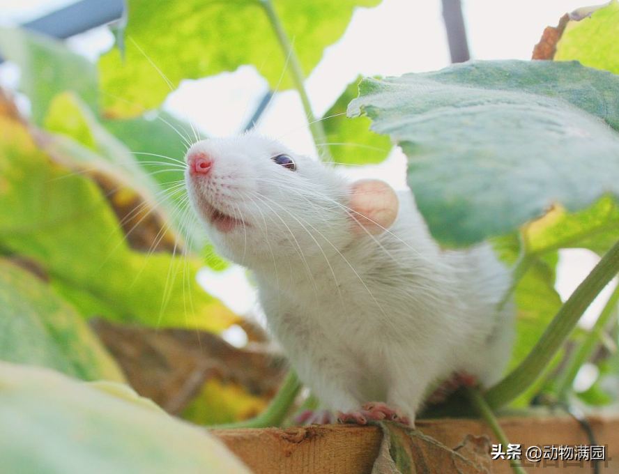 花枝鼠可以养吗