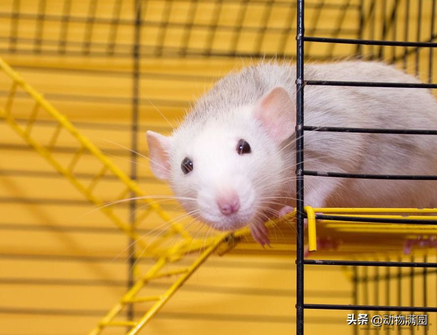 花枝鼠可以养吗