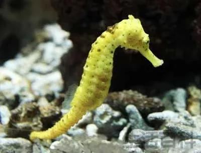 海马是鱼类吗