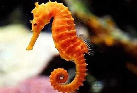 海马是鱼类吗
