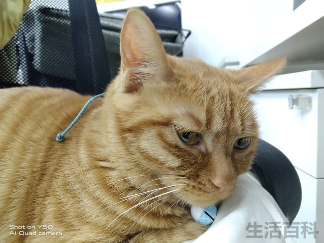 vivo Y50手机是什么档次