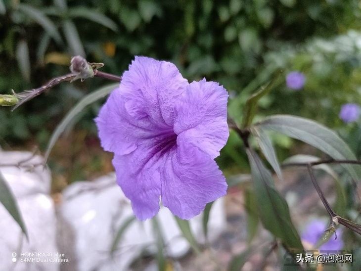 荣耀X30 Max最新评测