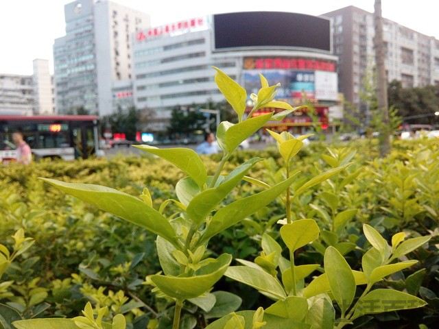TCL手机么么哒4G评测